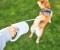 小佩 Petkit - 狗狗牽引繩伸縮遛狗貓咪繩 | 狗鍊中小型犬 | 狗狗用品 | 圖片 2