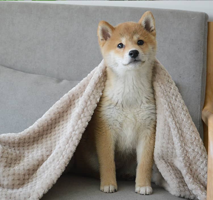 寵物毛毯 | 貓咪狗狗專用毯子 冬季保暖加厚小被子