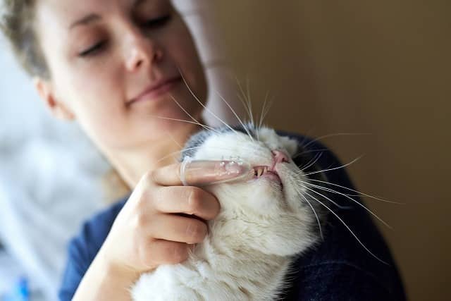 幫貓咪刷牙的注意事項